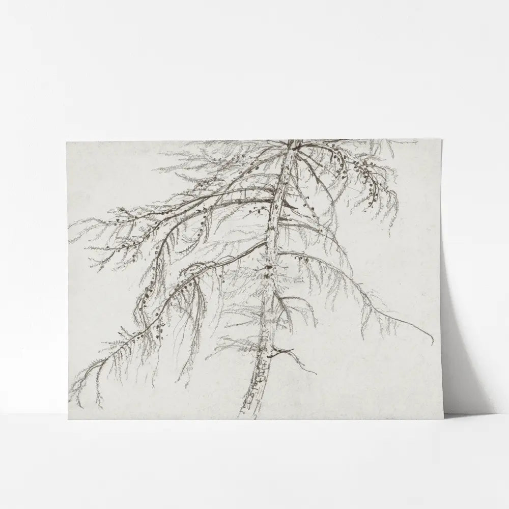 A mockup view of a neutral botanical drawing of a larch tree. 