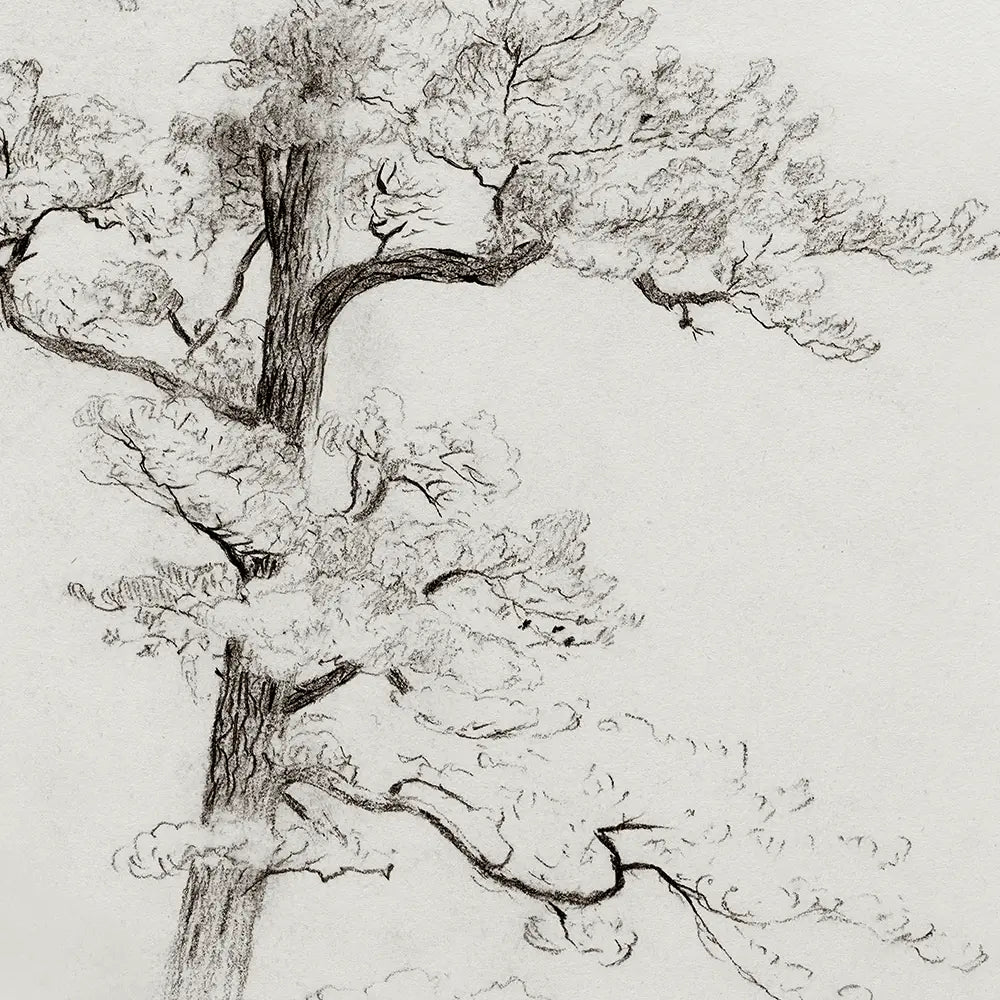 A closeup view of a neutral botanical drawing of a pine tree.