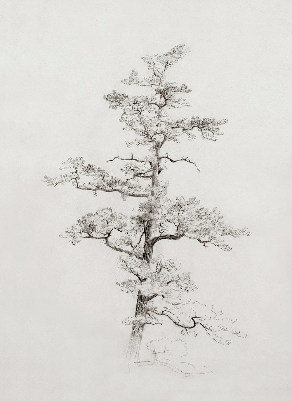 A neutral botanical drawing of a pine tree.