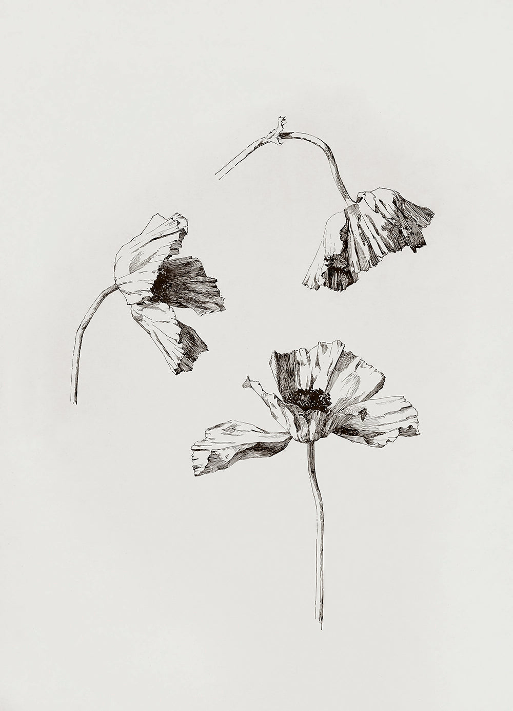 A botanical pen and ink drawing of three tulbid flowers.