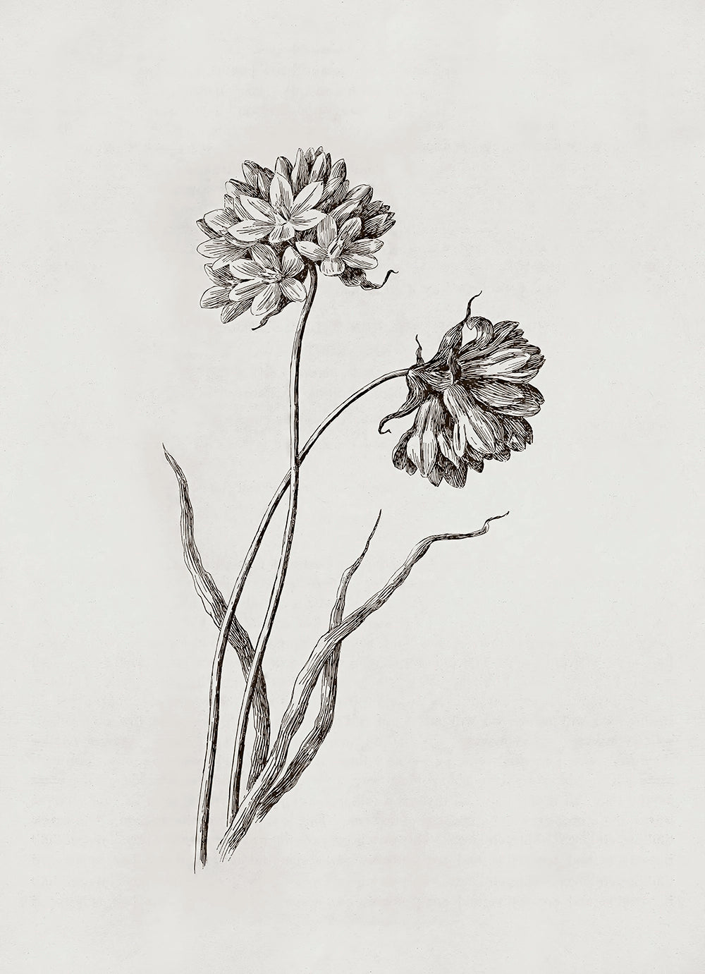 A botanical etching of two cluster-lilies flowers.