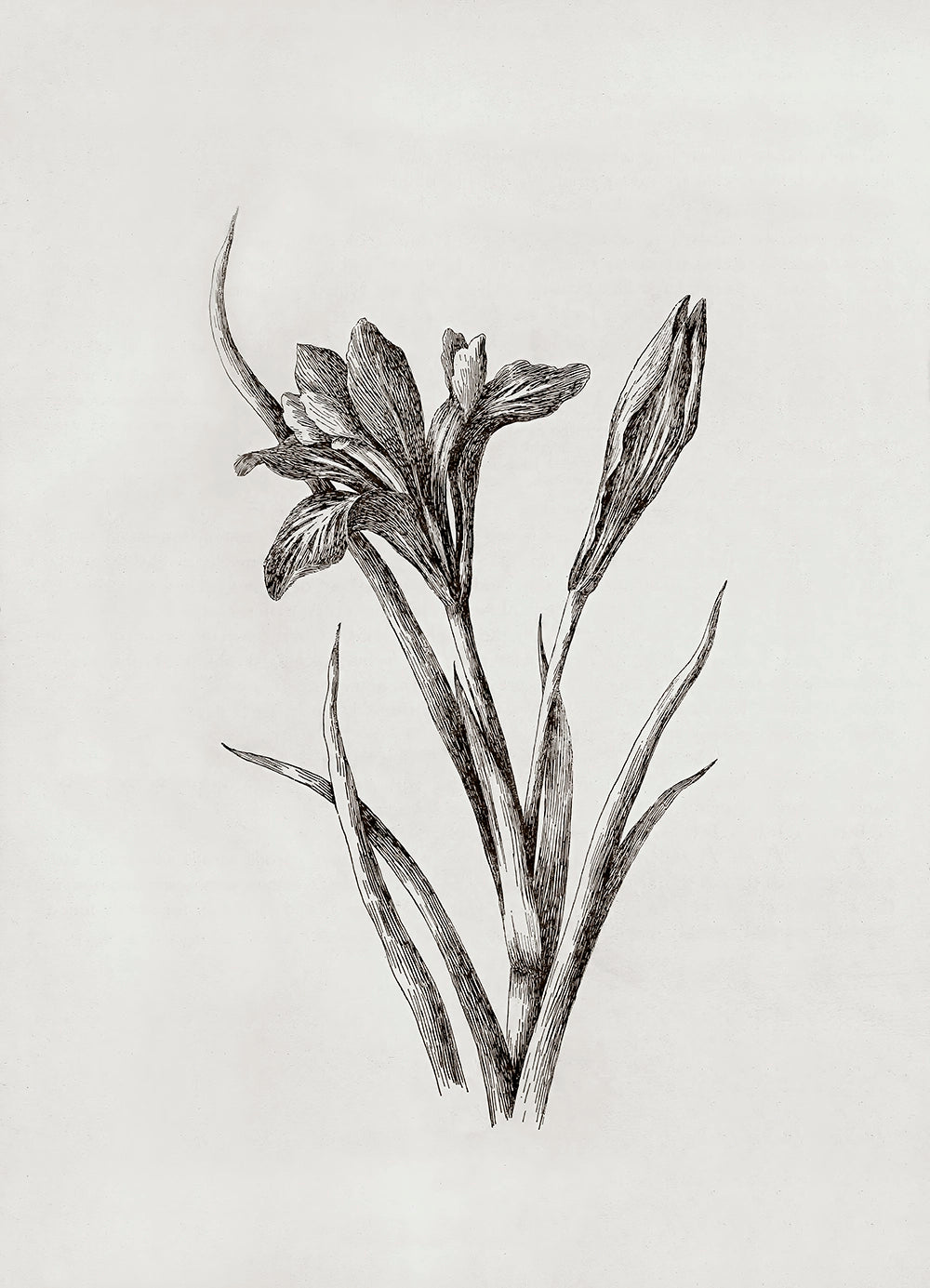 A botanical etching of an iris flower.