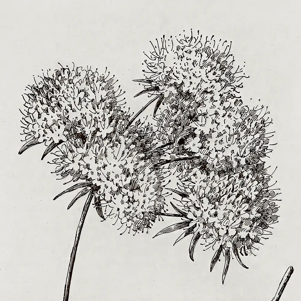 A closeup view of a botanical etching of two wild buckwheat flowers.