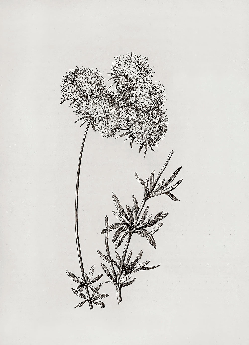 A botanical etching of two wild buckwheat flowers.