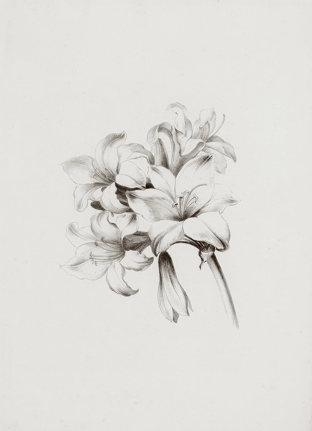 A botanical drawing of amaryllis flowers.