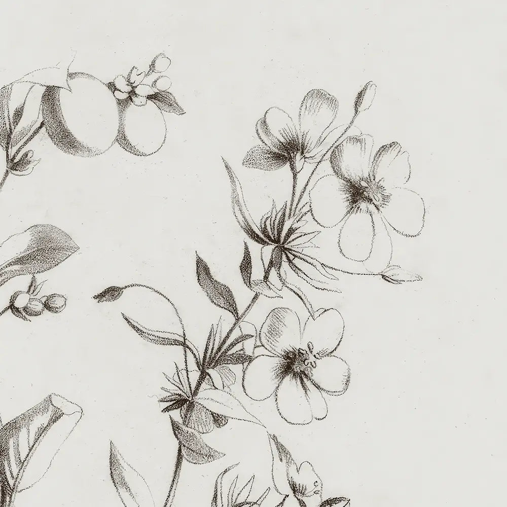 A closeup view of a botanical pencil drawing of wildflowers.