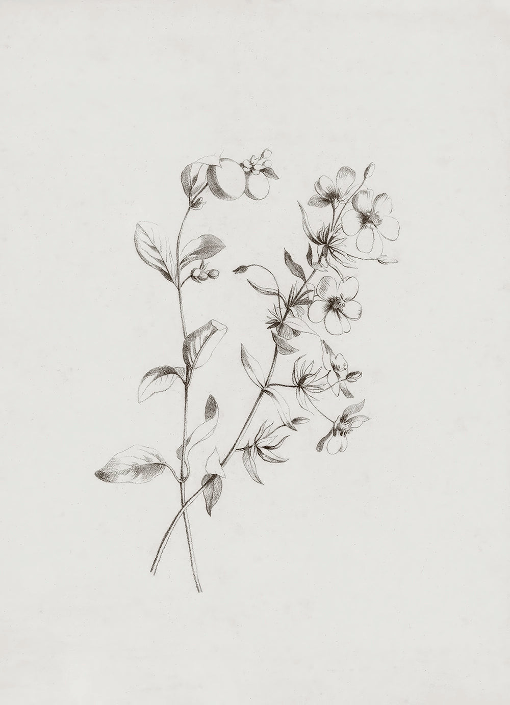 A botanical pencil drawing of wildflowers.