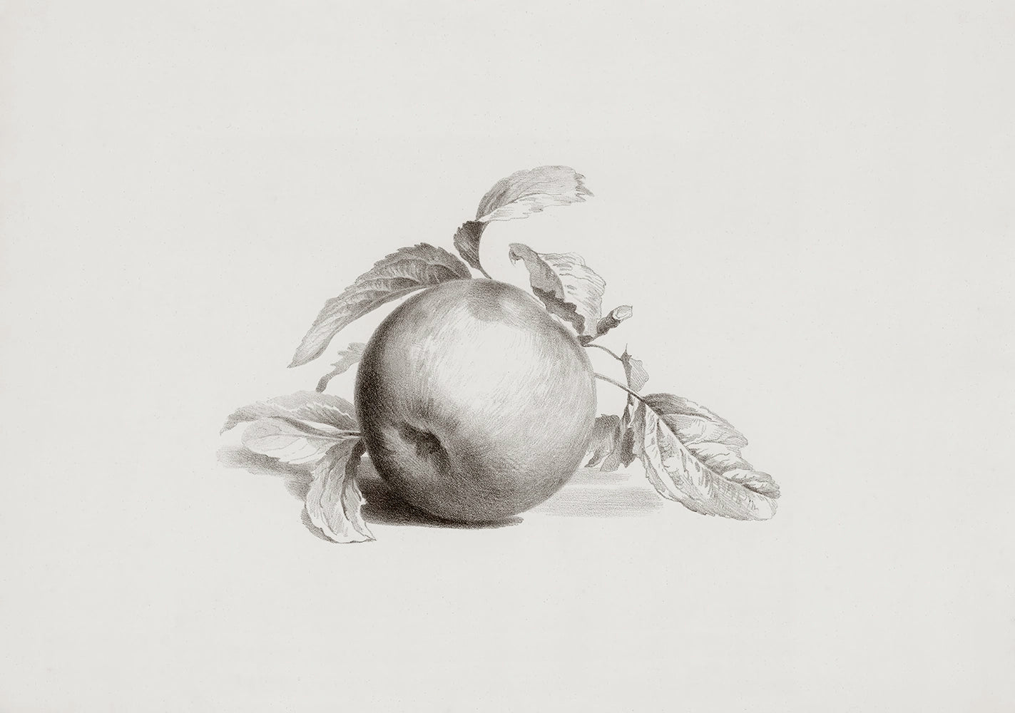 A botanical drawing of an apple.