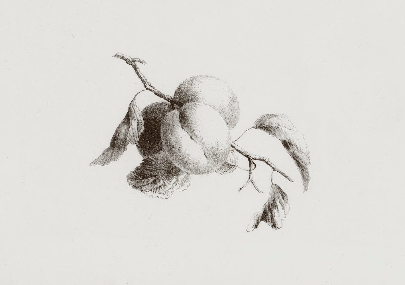 A botanical drawing of apricots.