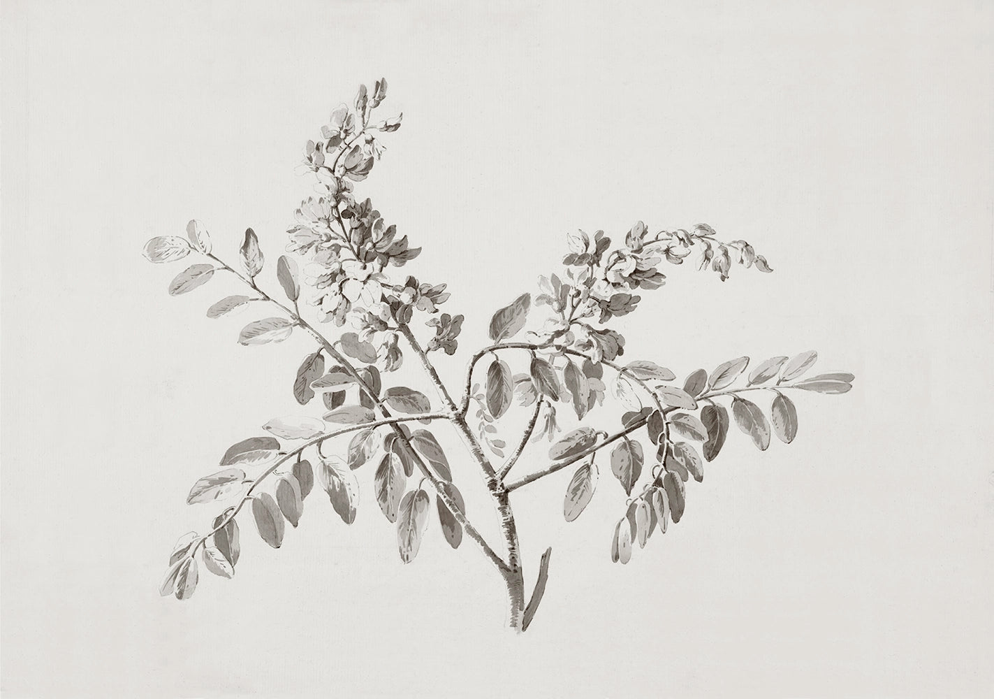 A botanical drawing of a flowering branch. 