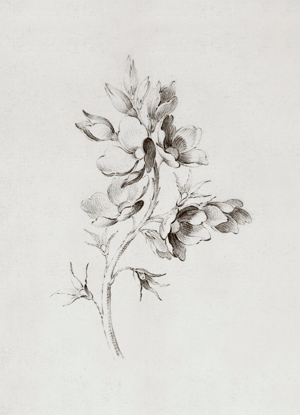 A botanical drawing of a branch of wild roses. 