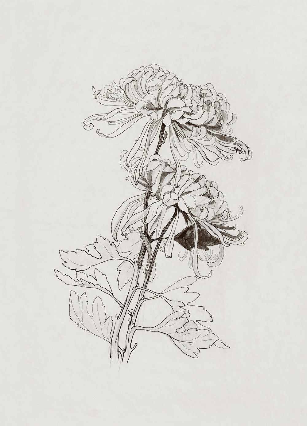 A botanical drawing of two chrysanthemums flowers. 