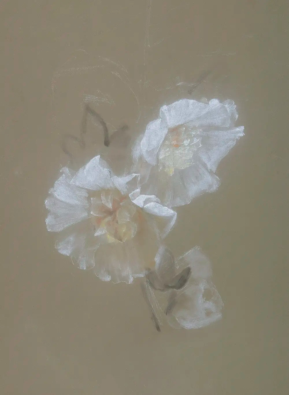 A botanical chalk drawing of white flowers.