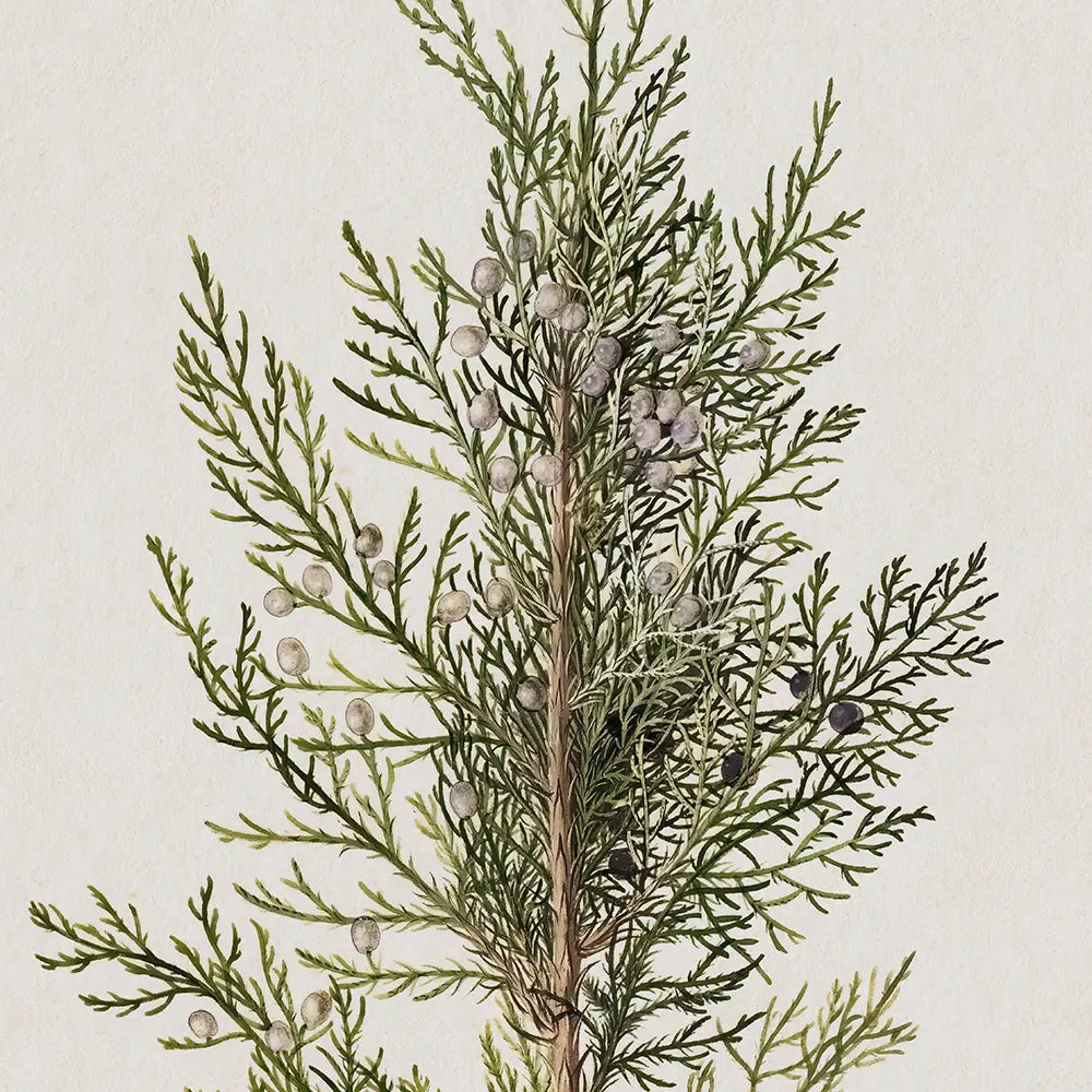 A closeup view of a botanical gouache painting of a juniper branch. 