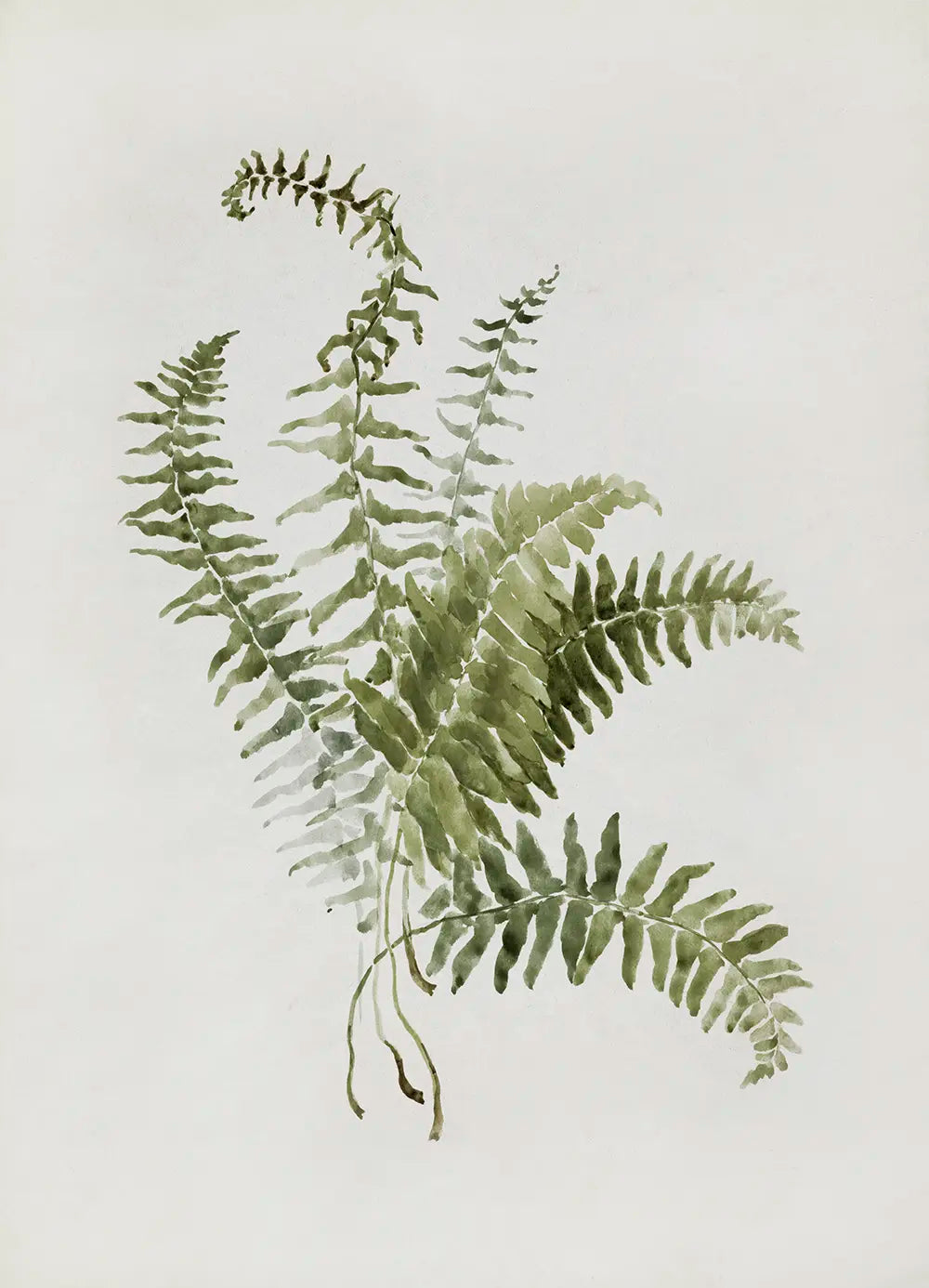 A botanical watercolor painting of fern leaves. 