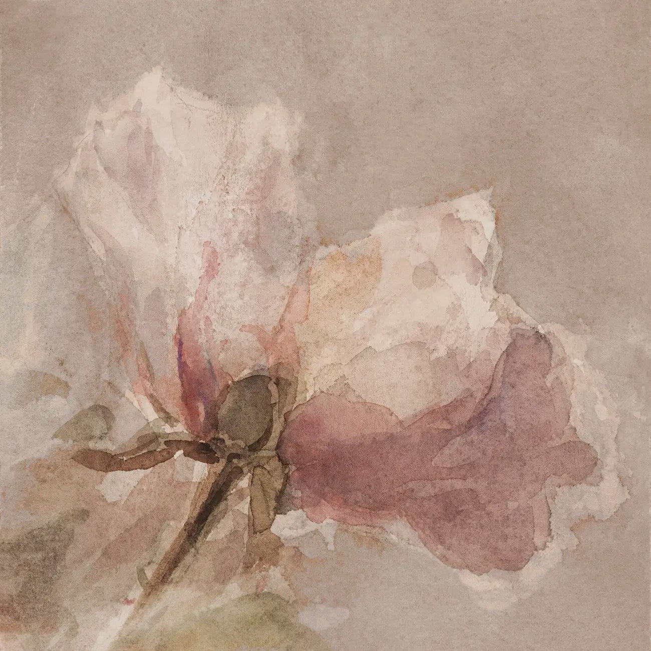 A botanical watercolor painting of a pink wilted rose.