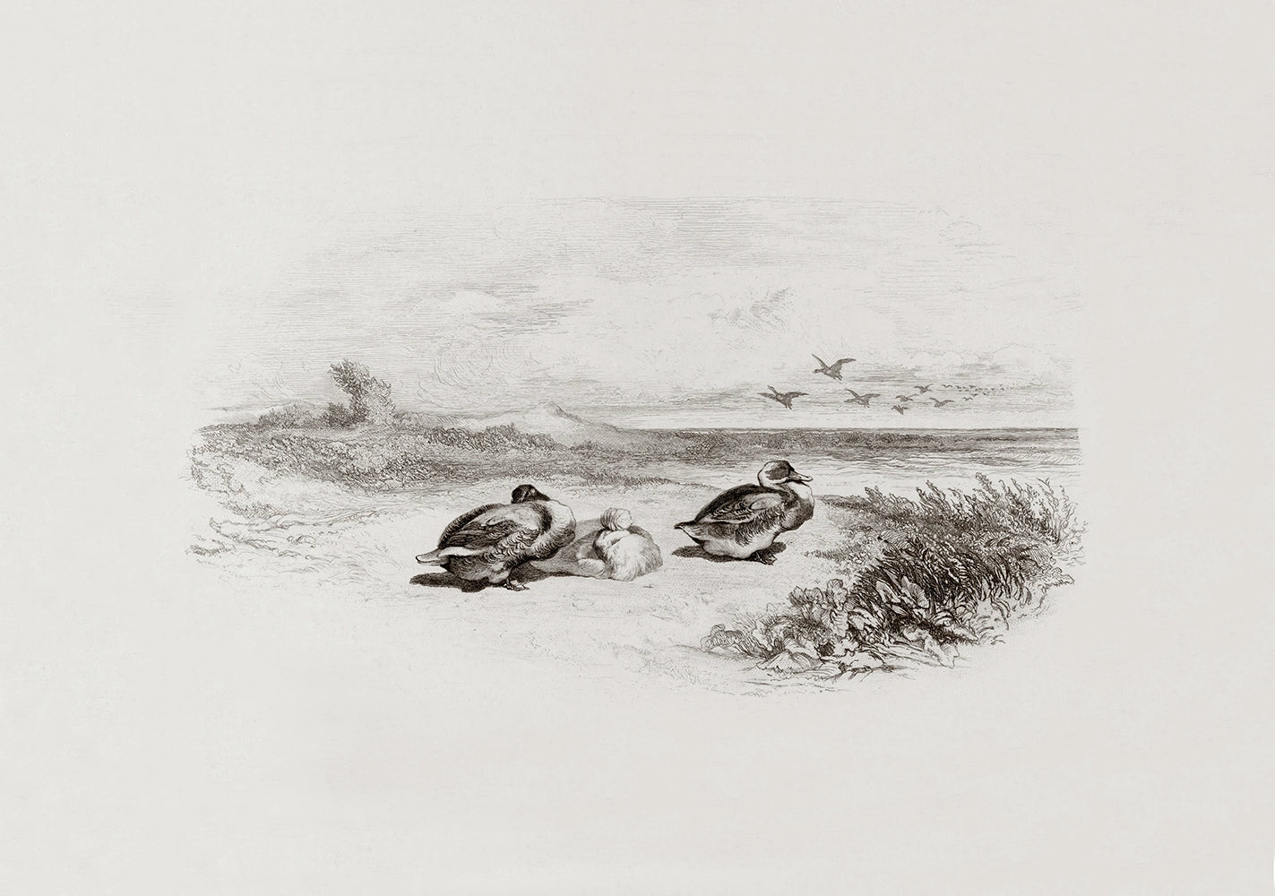 A landscape etching of a countryside with wild ducks.