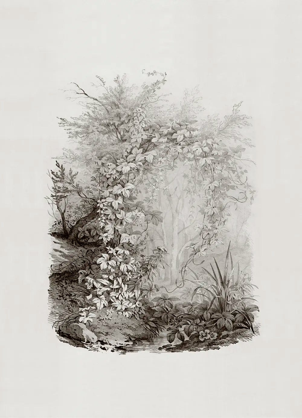 A landscape lithograph drawing of a forest tree covered in ivies.