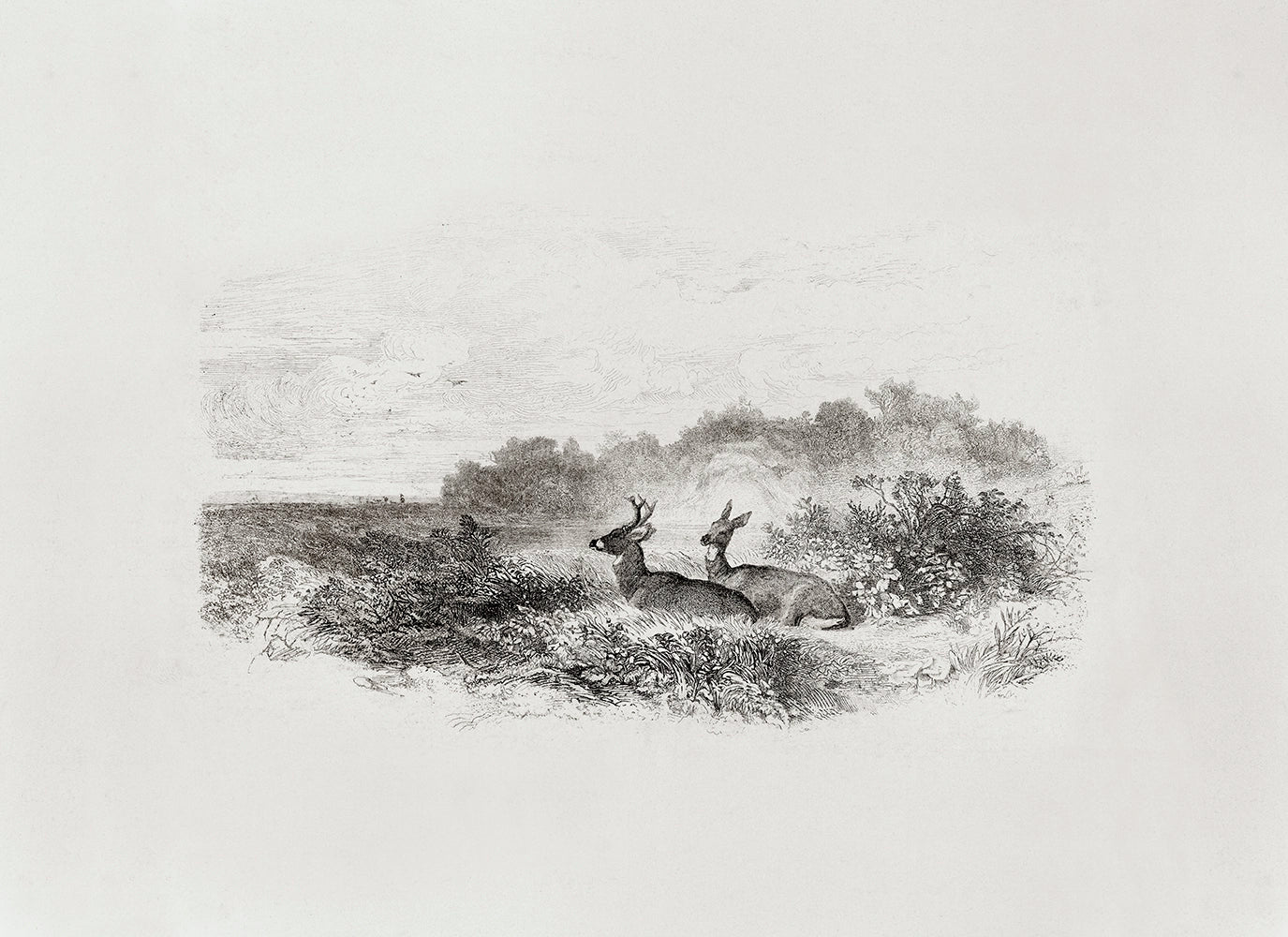 A landscape lithograph drawing features two deers resting in the meadow.