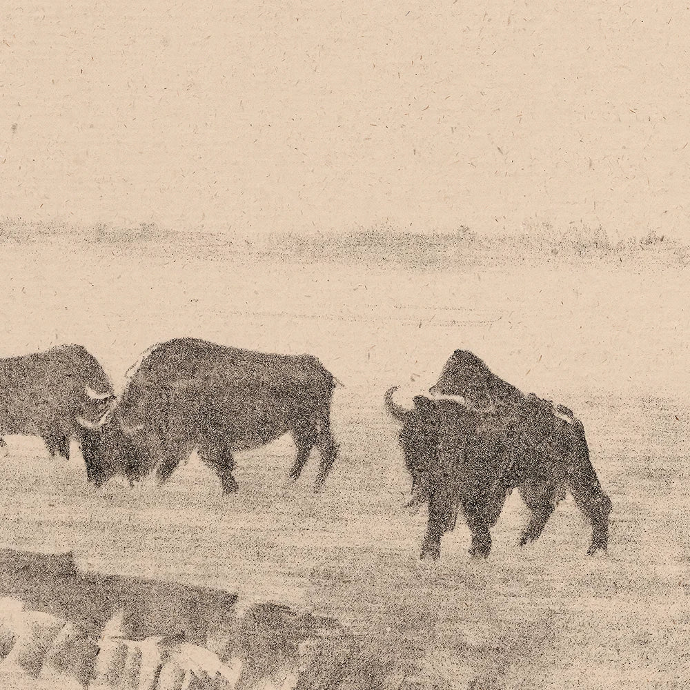 A vintage printable wall art featuring a small herd of bison grazes in an open, misty field.